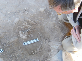 Illustration for article titled 6,000 year old kitten skeletons!